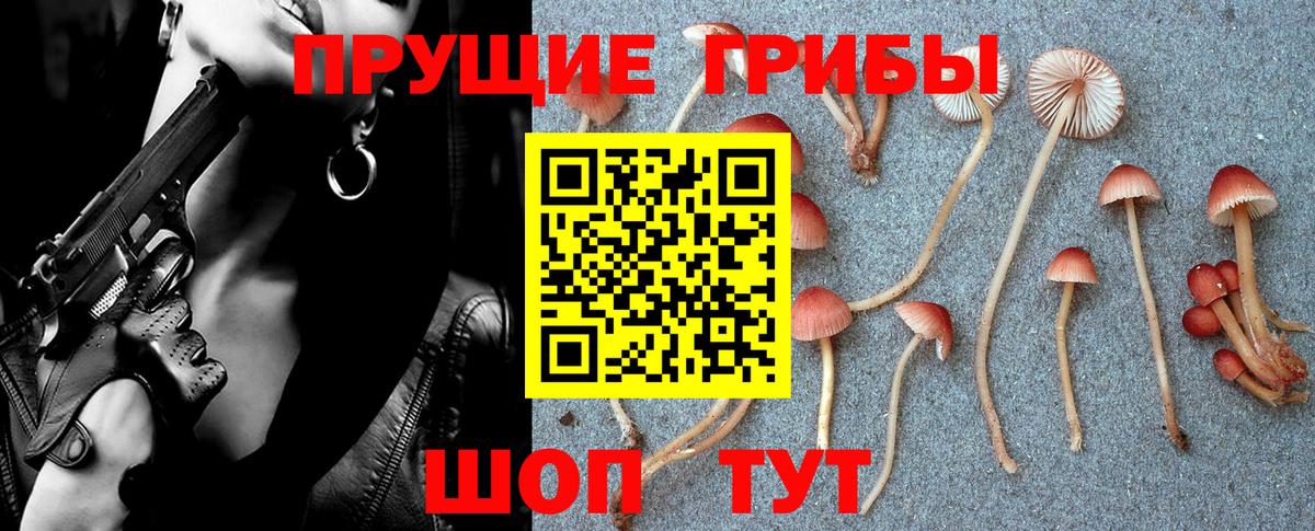 закладка  Пыть-Ях  Псилоцибиновые грибы Cubensis 